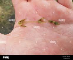 Attēlu rezultāti vaicājumam “Chara globularis”