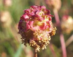 Image result for Sanguisorba minor