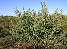 Attēlu rezultāti vaicājumam “Chenopodium album leaf”