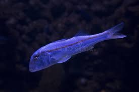 Image result for Mullus surmuletus