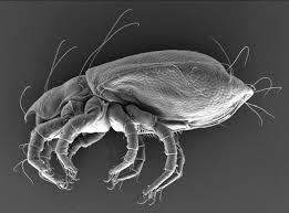 Attēlu rezultāti vaicājumam “Acari”