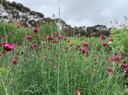 Image result for Dianthus carthusianorum