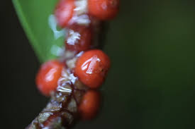Attēlu rezultāti vaicājumam “Eriophorum gracile fruit”