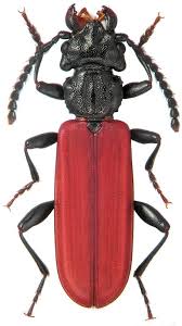 Attēlu rezultāti vaicājumam “Cucujus cinnaberinus”