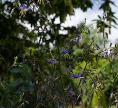 Attēlu rezultāti vaicājumam “Dianema nivale sessile”