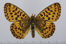 Attēlu rezultāti vaicājumam “Clossiana euphrosyne”