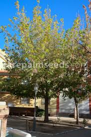 Attēlu rezultāti vaicājumam “Acer negundo”