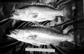 Image result for Polyprion americanus