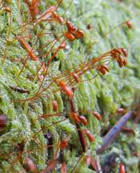 Attēlu rezultāti vaicājumam “Sciuro-hypnum curtum”