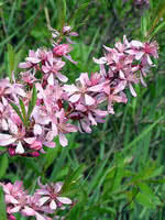 Attēlu rezultāti vaicājumam “Populus x jackii flower”