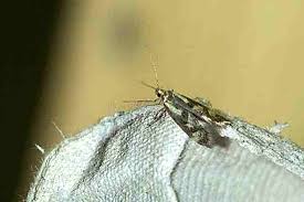 Attēlu rezultāti vaicājumam “Denisia similella”