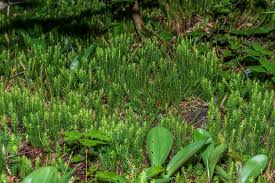 Attēlu rezultāti vaicājumam “Mnium lycopodioides”