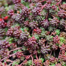 Image result for Sedum album `Coral Carpet`