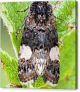 Attēlu rezultāti vaicājumam “Tortricidae”