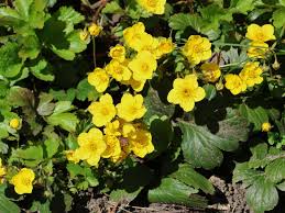 Image result for Rosengewächse