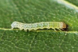 Attēlu rezultāti vaicājumam “Lacanobia suasa”