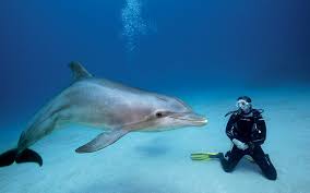 Image result for Durley Dolphin Diver