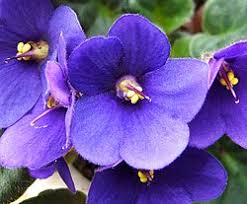 Image result for Saintpaulia ionantha Culitvar