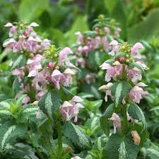 Attēlu rezultāti vaicājumam “Lamium”