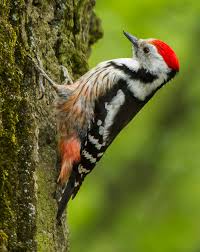 Attēlu rezultāti vaicājumam “Dendrocopos medius”