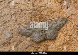 Attēlu rezultāti vaicājumam “Idaea seriata”