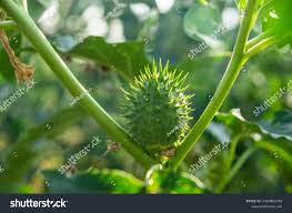 Attēlu rezultāti vaicājumam “Datura stramonium fruit”