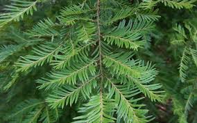 Attēlu rezultāti vaicājumam “Cribraria ferruginea”