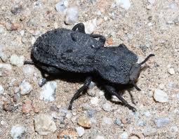 Attēlu rezultāti vaicājumam “Zopheridae”