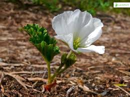 Attēlu rezultāti vaicājumam “Rubus chamaemorus flower”