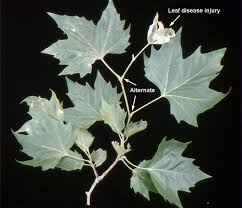 Attēlu rezultāti vaicājumam “Platanus x hispanica (syn. Platanus x acerifolia)”