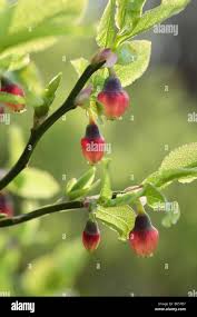 Attēlu rezultāti vaicājumam “Vaccinium myrtillus flower”