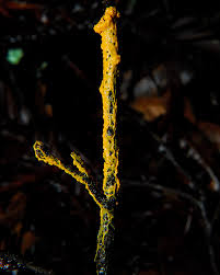 Attēlu rezultāti vaicājumam “Leocarpus fragilis spores”