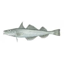 Image result for Microgadus tomcod