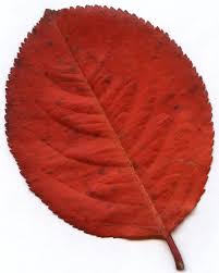 Attēlu rezultāti vaicājumam “Aronia melanocarpa leaf”