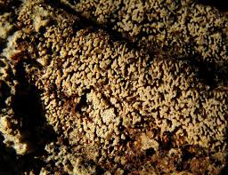 Attēlu rezultāti vaicājumam “Henningsomyces candidus”