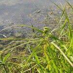 Attēlu rezultāti vaicājumam “Carex pseudocyperus fruit”