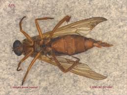 Attēlu rezultāti vaicājumam “Xylophagidae”