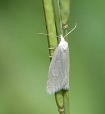 Attēlu rezultāti vaicājumam “Eana argentana”