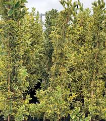 Attēlu rezultāti vaicājumam “Euonymus”