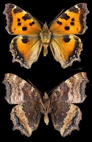 Attēlu rezultāti vaicājumam “Nymphalis xanthomelas larva”