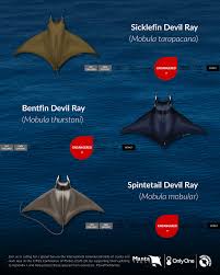 Image result for Mobula tarapacana