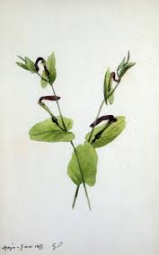 Attēlu rezultāti vaicājumam “Aristolochiaceae”