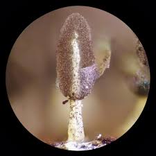 Attēlu rezultāti vaicājumam “Diachea leucopodia stalked”