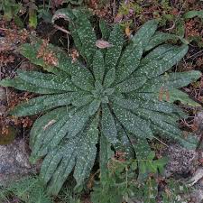 Attēlu rezultāti vaicājumam “Echium vulgare”