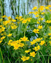 Attēlu rezultāti vaicājumam “Caltha palustris flower”