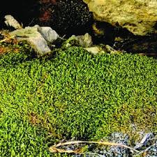 Attēlu rezultāti vaicājumam “Harpanthus flotovianus cells”