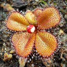 Image result for Drosera