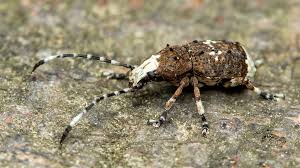 Attēlu rezultāti vaicājumam “Anthribidae”