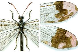 Attēlu rezultāti vaicājumam “Myrmeleontidae”