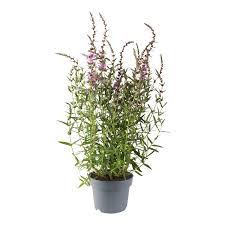 Image result for Lythrum salicaria